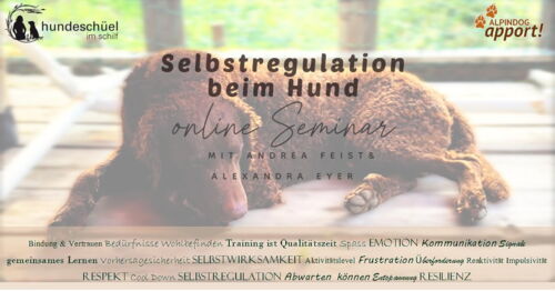 Selbstregulation beim Hund - Online Seminar